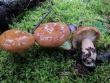 Lactarius affinis image