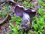 Cortinarius occidentalis image