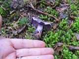 Cortinarius occidentalis image
