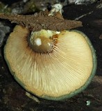 Sarcomyxa serotina image