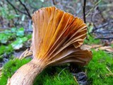 Chroogomphus tomentosus image