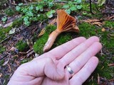 Chroogomphus tomentosus image