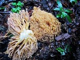 Ramaria gelatinosa image