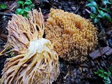 Ramaria gelatinosa image