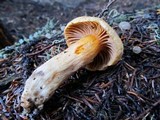 Chroogomphus tomentosus image