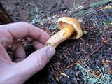 Chroogomphus tomentosus image