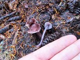 Mycena pura image