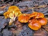 Gymnopilus sapineus image