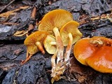 Gymnopilus sapineus image