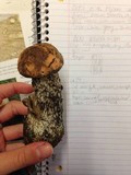 Leccinum versipelle image