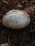 Catathelasma ventricosum image