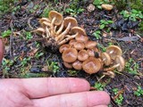 Pholiota terrestris image