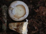 Catathelasma ventricosum image