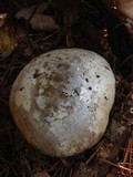 Catathelasma ventricosum image