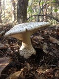 Amanita atkinsoniana image