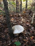 Amanita atkinsoniana image