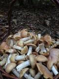 Cortinarius caperatus image