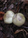 Amanita citrina var. lavendula image