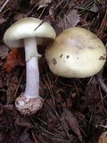 Amanita citrina var. lavendula image