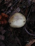 Amanita citrina var. lavendula image