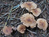 Tricholoma vaccinum image