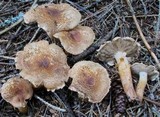 Tricholoma vaccinum image