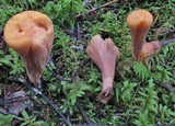 Clavariadelphus truncatus image