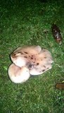 Gomphidius oregonensis image
