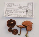 Tubaria vinicolor image