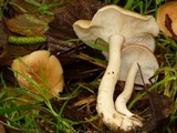 Rhodocollybia butyracea image