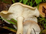 Rhodocollybia butyracea image