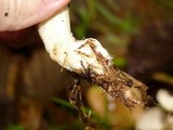 Rhodocollybia butyracea image