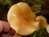 Rhodocollybia butyracea image