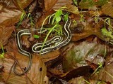 Rhodocollybia butyracea image