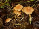 Rhodocollybia butyracea image