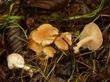 Rhodocollybia butyracea image