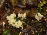 Clavulina coralloides image