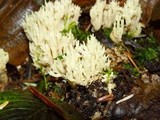 Clavulina coralloides image
