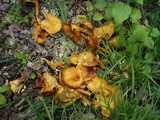 Omphalotus olearius image