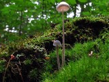 Mycena subcaerulea image