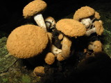Asterophora lycoperdoides image