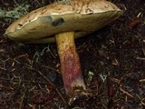 Caloboletus rubripes image