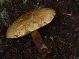 Caloboletus rubripes image