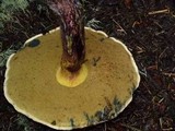 Caloboletus rubripes image