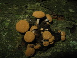 Asterophora lycoperdoides image