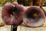 Russula queletii image