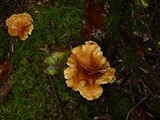 Hygrophoropsis aurantiaca image
