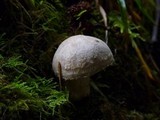 Amanita farinosa image