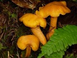 Cantharellus formosus image