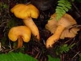 Cantharellus formosus image